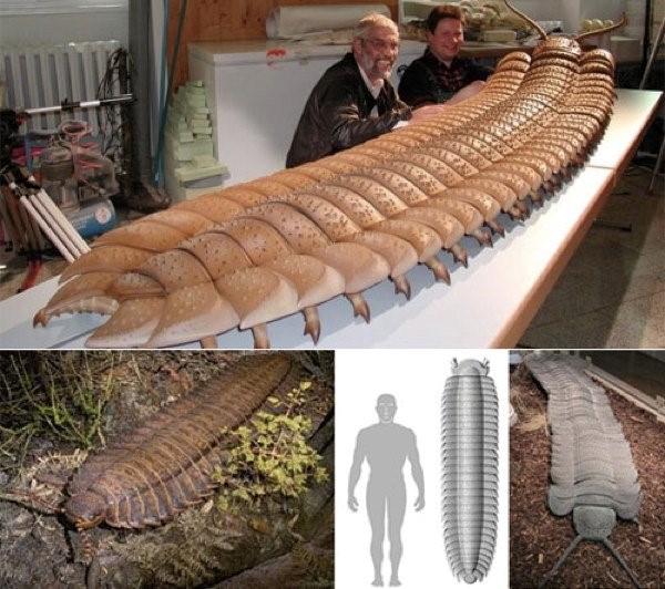 skorp5